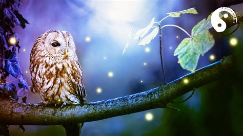 Forest At Night Meditation Music Crickets Owls Rain Wind In Trees