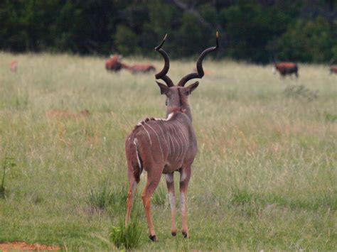Hunting Trophy Kudutrophy Kudu In South Africa Tdk Safaris