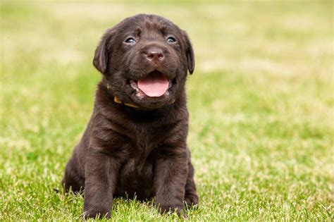 Labrador Retrievers Characteristics Facts And Information About