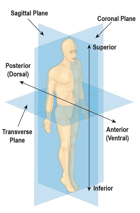 Anatomical Position Of The Body Anatomy Human Physiology General
