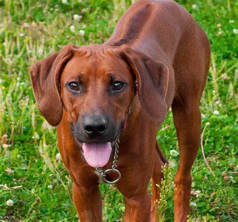 15 Amazing Facts About Rhodesian Ridgebacks You Probably Never Knew | Page 2 of 5 | The Dogman