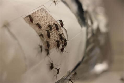 Graphene Provides An Unexpected Two Fold Defense Against Mosquitoes