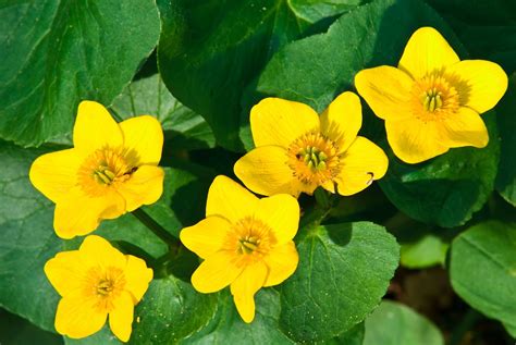 Indiana Plant A Day Yellow Marsh Marigold
