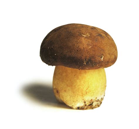 Brown Mushroom All Mushroom Info