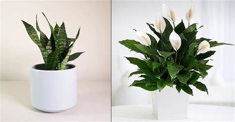 6 Easy Low Care Indoor Plants That Anyone Can Grow