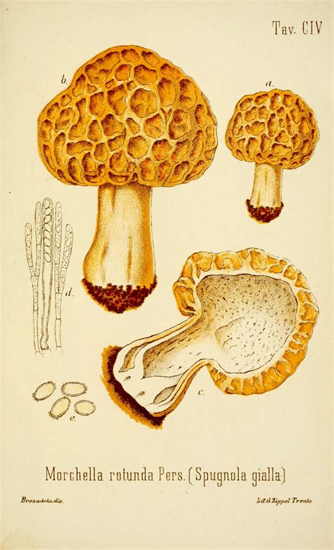 Scientific Illustration Wapiti3 The Edible Mushrooms And Poisonous
