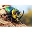 Beetle Insect Phone Desktop Wallpapers Pictures Photos Bckground Images