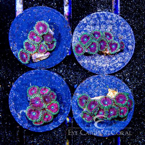 Premium And Signature Frags Ecc Frags Eye Catching Coral