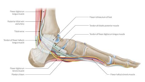Tendons Of The Medial And Lateral Compartment Of The Ankle Sonosif By Sifsof California