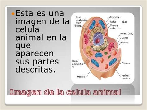 Que Es Celula Animal Y Sus Partes Compartir Celular