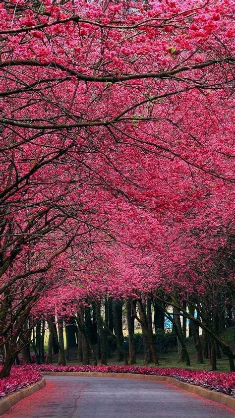 Pink Flowers Autumn Trees Park Iphone Wallpaper Iphone