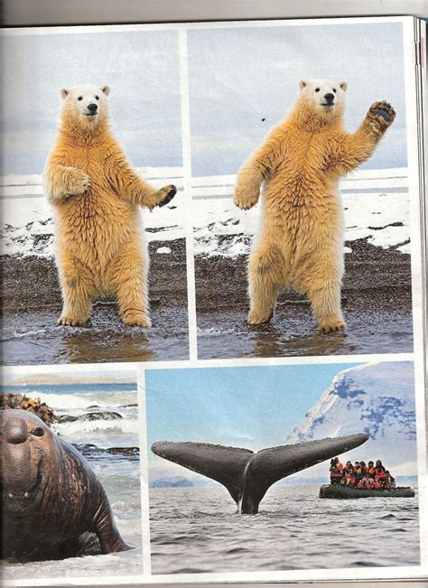 Bears Dancing Dancing Bears Bear Polar Bear