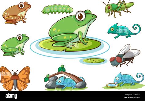 Frogs And Toads Stock Vector Images Alamy