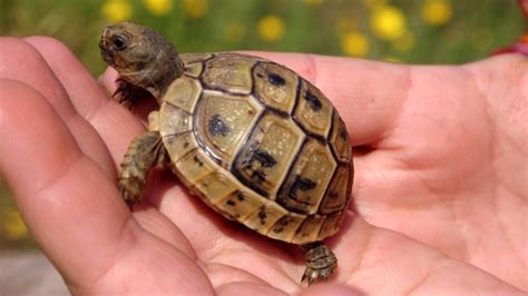 Weitere ideen zu schildkrötenhaus, schildkröte, schildkrötengehege. Baby-Schildkröte: Die richtige Pflege für junge Schildkröten