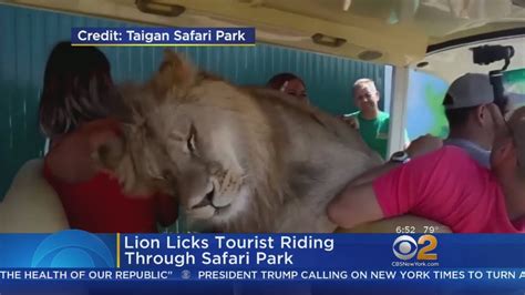 Lion Climbs Onto Safari Passengers Youtube