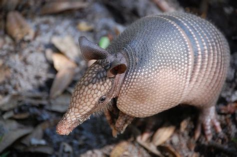 Armadillo Culprit For Leprosy Cases Seeker