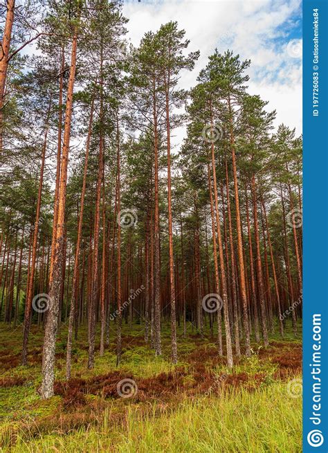 Forest With Slender Tall Pines And Blue Skies Stock Image Image Of