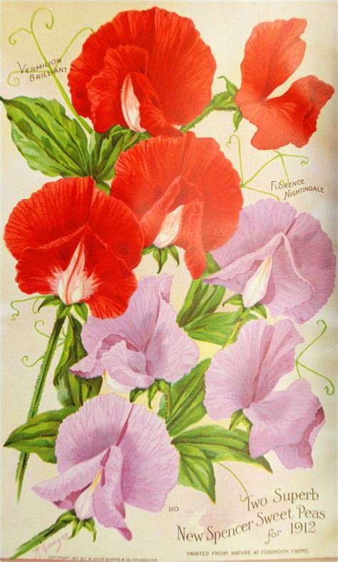 Colorful Ad Featuring Sweet Pea Flowers Smithsonian