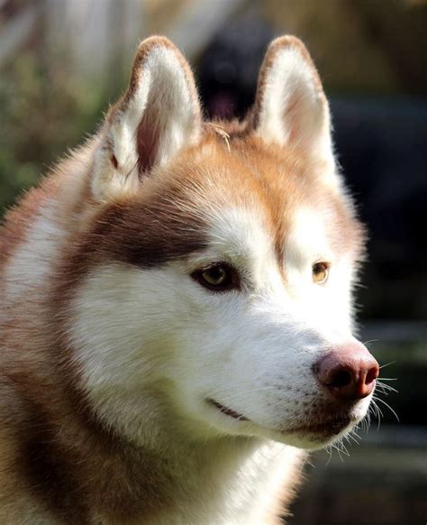 250 Cool Husky Dog Names For Male And Female Huskies Puplore