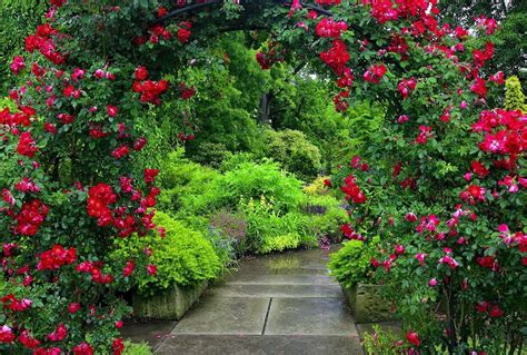 Beautiful Red Rose Flower Garden Iolanadesigns