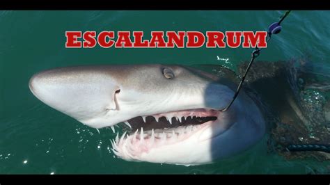Belvedere tiburon library 1501 tiburon blvd. ESCALANDRUM EL TIBURON MAS AGRESIVO DE ARGENTINA - YouTube
