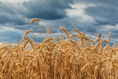 Rain Adds Delays Weeds To Kansas Wheat Harvest 2018 07 02 Baking