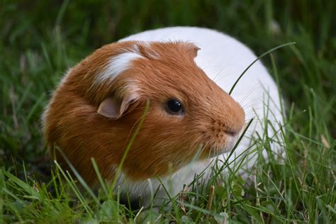 Happy 5th B Day To Our Wonderful Guinea Pig Massey Rguineapigs