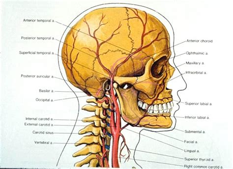The main arteries in your neck are called the carotid arteries (or common carotid arteries). major blood vessels at Lakeshore Technical College - StudyBlue