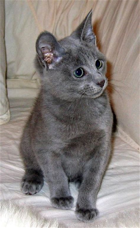 Cats And Kittens Russian Blue