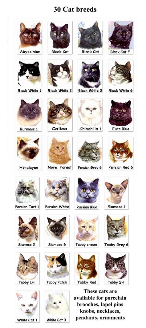 Cat Breeds Biological Science Picture Directory