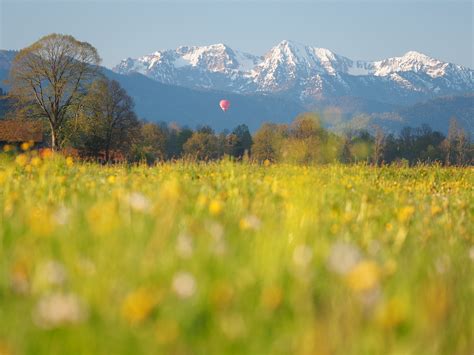 Spring Meadow Wild Flower Bavaria Frühling Blume Bayern Flickr