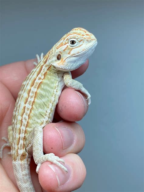 Hypo Leatherback Het Zero Het Trans Genetic Stripe Central Bearded