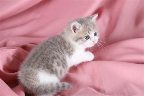Miniature kittens are more vulnerable than normal sized kittens. Lilac Cream and White Teacup Exotic Short Hair ...