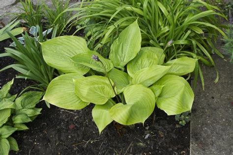 All About Hosta Sum And Substance Plants Diy