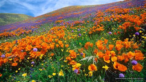 Hd Wallpaper California Poppies Antelope Valley California Spring