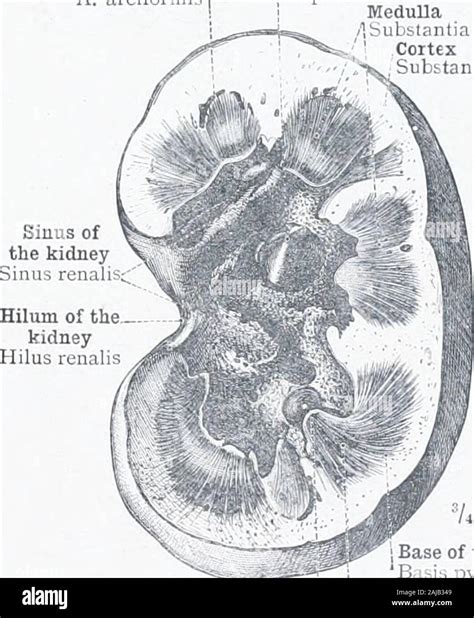 Renal Papilla Hi Res Stock Photography And Images Alamy