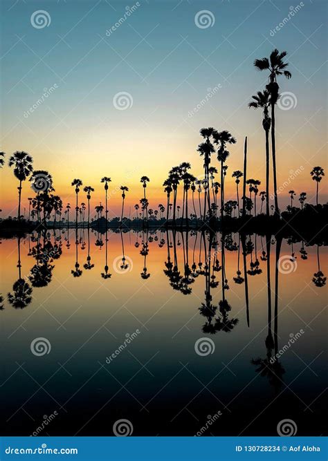 Sugar Palm Tree Field With Reflection In The Water Before Sunrise So