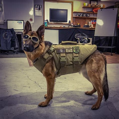 How Bulletproof Vests Can Protect Your Protection Dog — Tactical K9