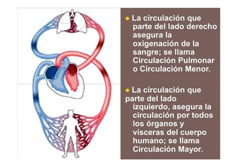 Ppt Aparato Circulatorio Powerpoint Presentation Free Download Id