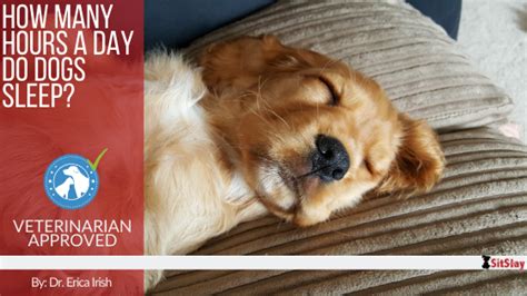 How Many Hours A Day Do Dogs Sleep Sitstay