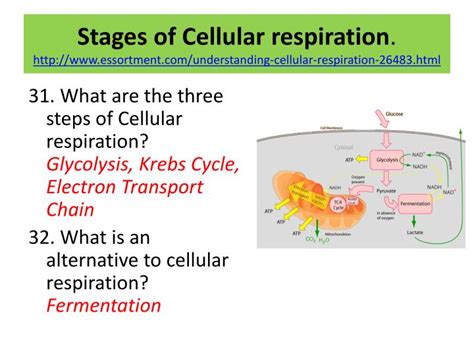 3 what four substances are recycled during photosynthesis and respiration? PPT - Web Quest answers PowerPoint Presentation - ID:2561852