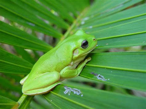 New Flying Frog Specie Identified In Vietnam Premium Times Nigeria