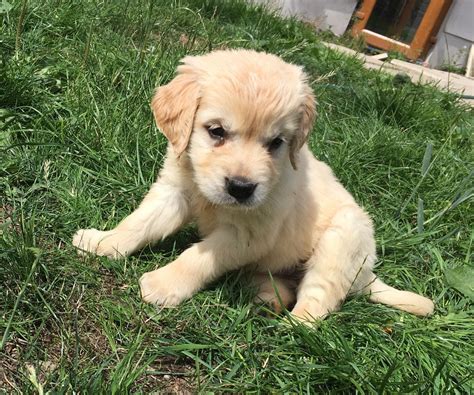 Have your pup obedience trained before she arrives home. Golden Retriever Puppies For Sale | Sterling, OH #282629
