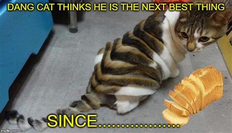 Pure Bread Cat Meme Cat Meme Stock Pictures And Photos