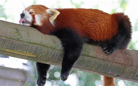 Red Panda Animals Sloths Wallpapers Hd Desktop And