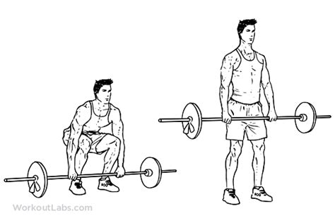 Barbell Deadlift Illustrated Exercise Guide Workoutlabs