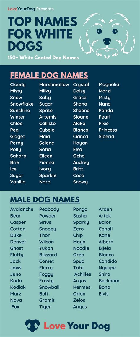 Whats A Good Name For A White Dog