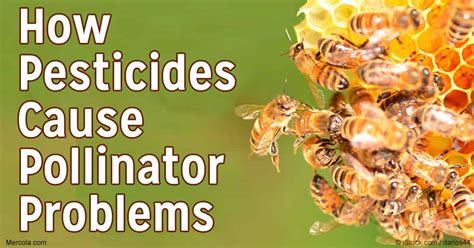 How Do Neonicotinoid Pesticides Harm Bees