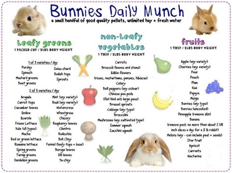 Safe Snacks For Bunnies Somebunny