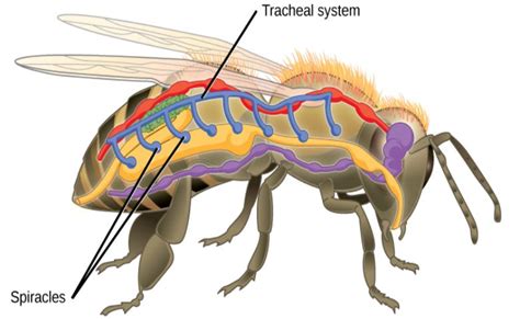 Sistem Pernapasan Pada Serangga Dan Burung Materi Pembelajaran Biologi